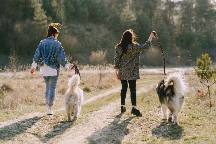 two-stylish-girls-sunny-field-with-dogs.jpg © prostooleh - Freepik