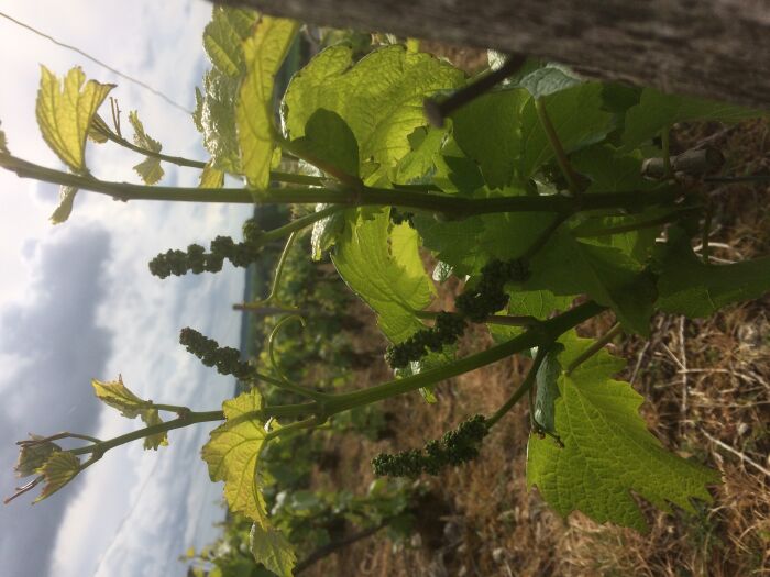 KKBR8527 (1).JPG Olivier Arnoult