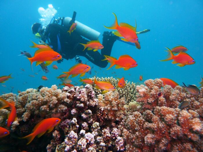 dive-1808717_1280.jpg © joakant - Pixabay