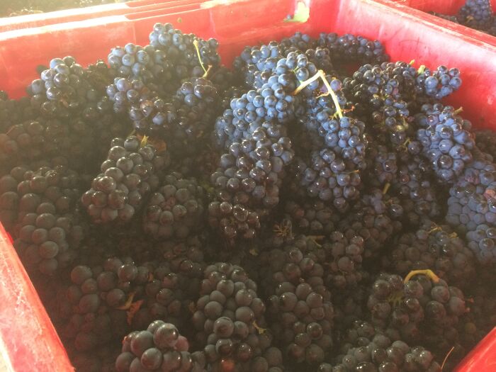 IMG_0744 (1).JPG Olivier Arnoult